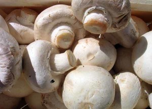 funghi-champignon